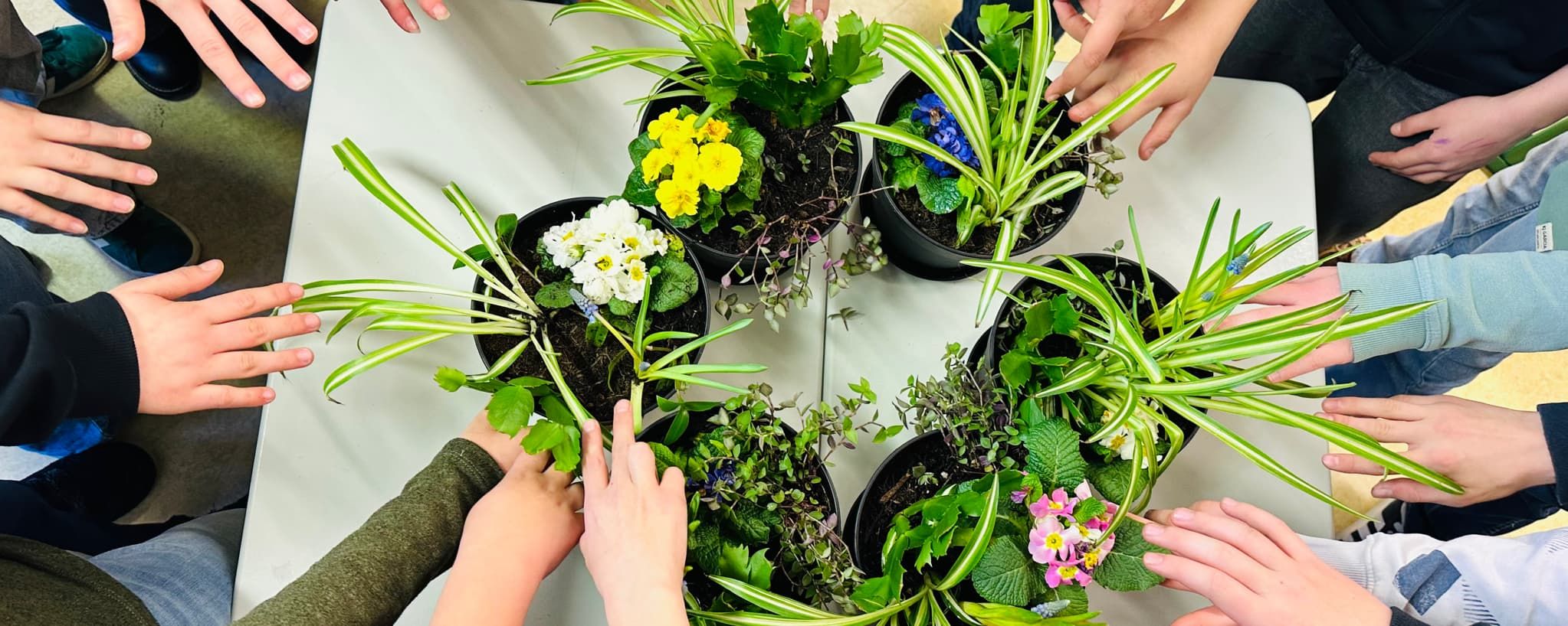 Wir machen unsere Klassenzimmer grüner