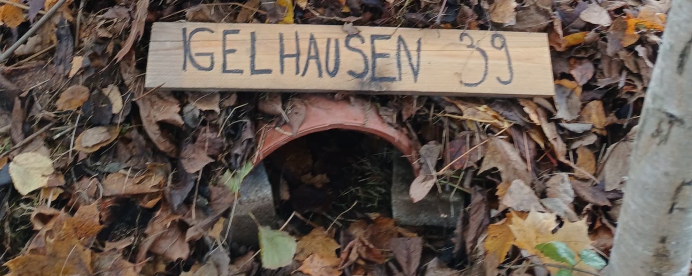 Bau von Igelhöhlen als Wettbewerb